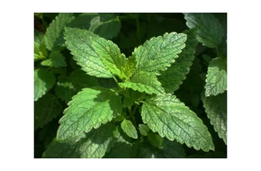 Citromfű aromavíz Melissa Officinalis 50 ml