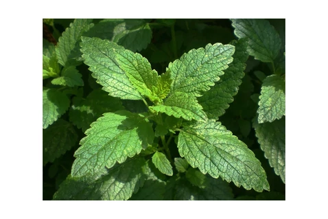 Citromfű aromavíz Melissa Officinalis 50 ml