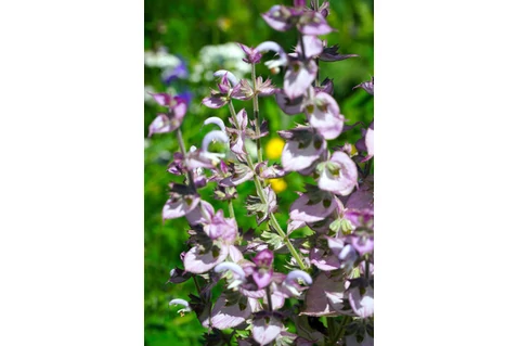 Muskotályzsálya aromavíz Salvia Sclarea 50 ml